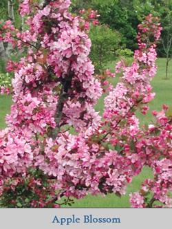 Apple Blossom