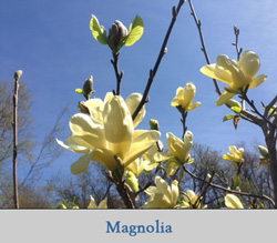 Magnolia